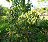 10 Finca San Diego
