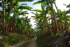 5 Finca San Diego